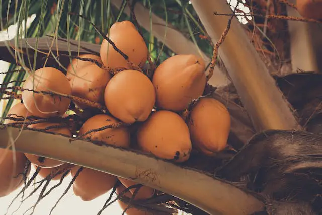 Fresh Export Coconuts